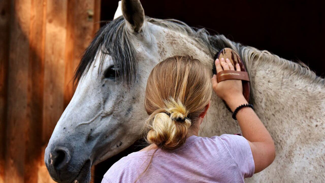 senior horse calming techniques